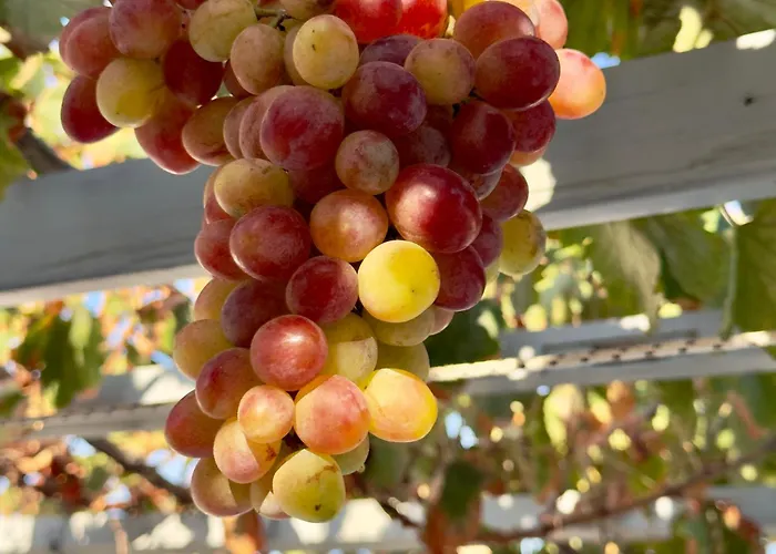 Apartment Panagiotis *