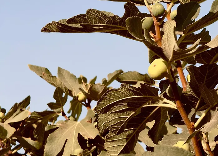 Apartment Panagiotis