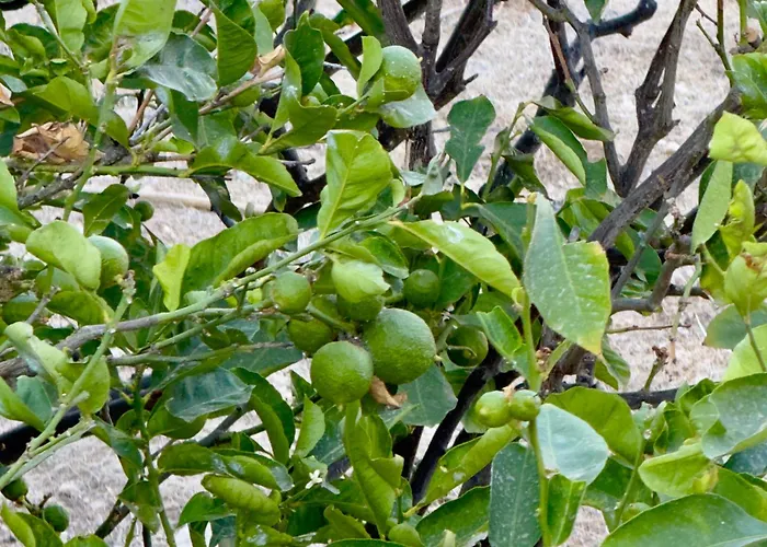 Panagiotis * Naoussa