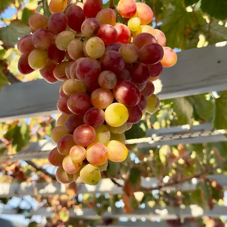 Appartement Panagiotis *