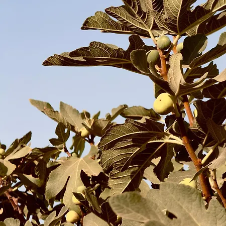 Apartment Panagiotis