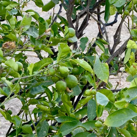 Panagiotis * Náoussa